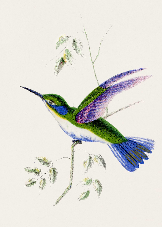 Vintage Illustration of a Hummingbird