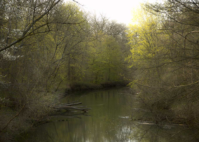 Serene Forest Stream in Spring