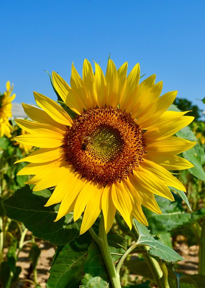 Bright Sunflower with Bee