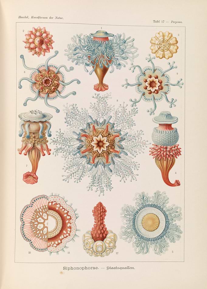 Ernst Haeckel Siphonophorae Marine Biology Print