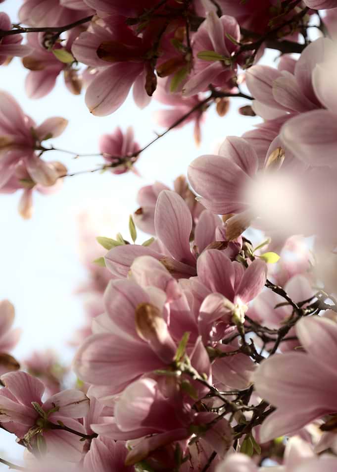 Soft Pink Magnolia Blossoms
