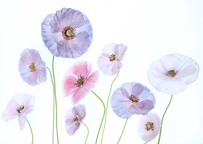 Delicate Pastel Poppy Flowers