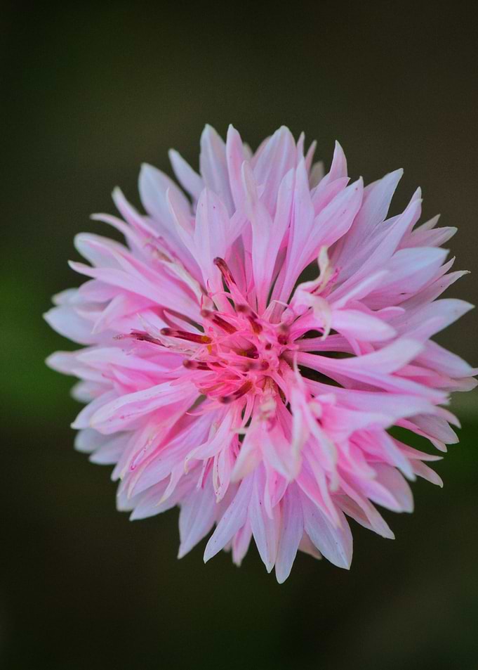 Pink Whisper — Wild Cornflower Bloom
