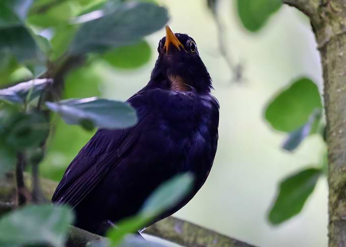 Common Blackbird Perched in Foliage