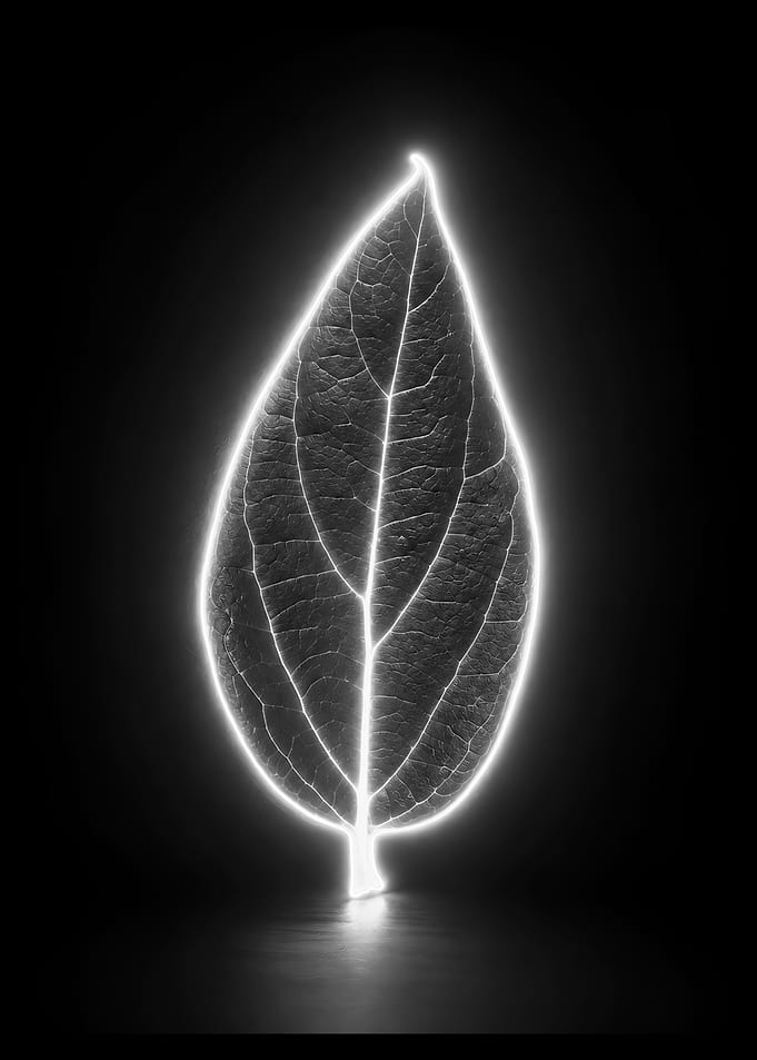 Glowing Neon Leaf Silhouette