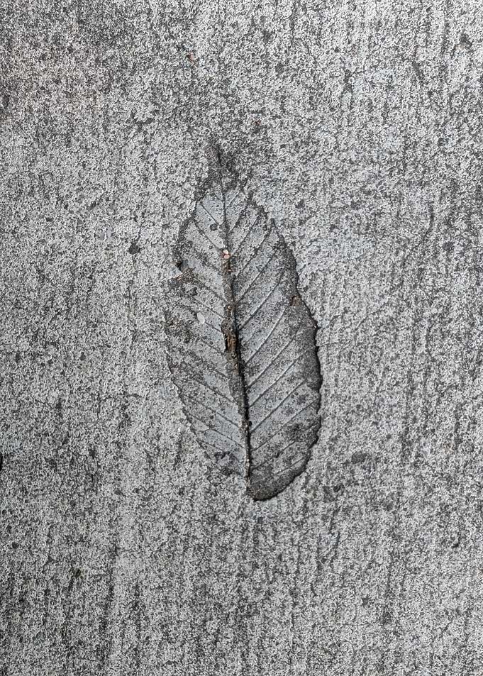 Leaf Imprint in Concrete