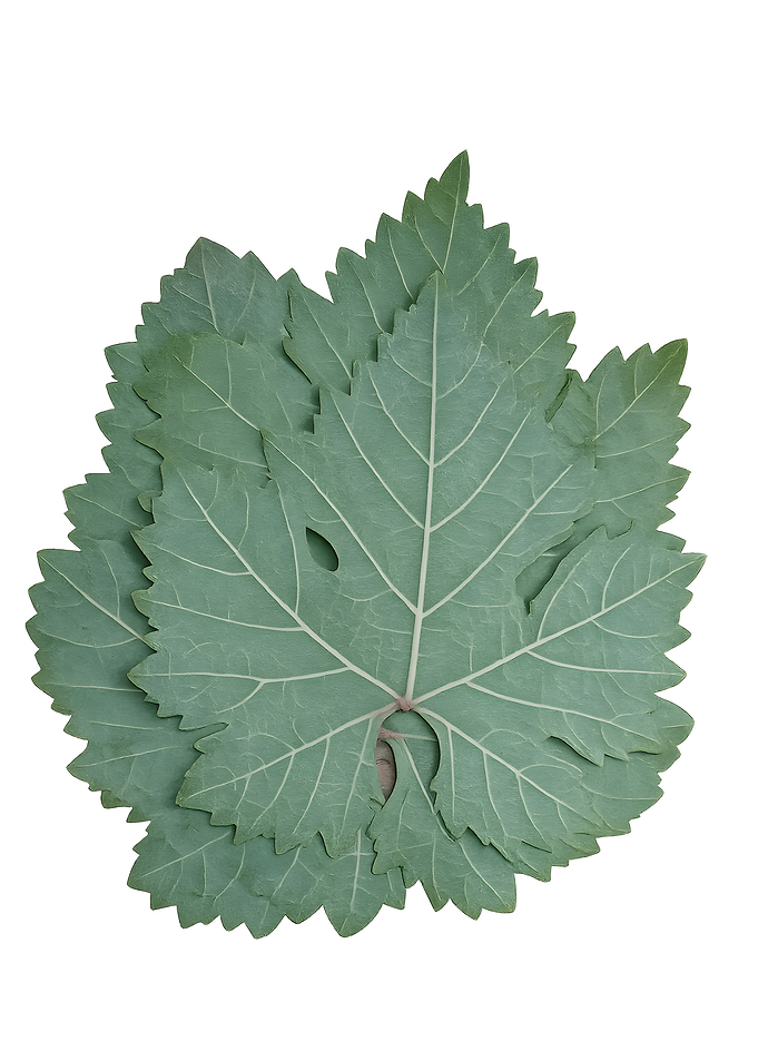 Fresh Green Grape Leaves