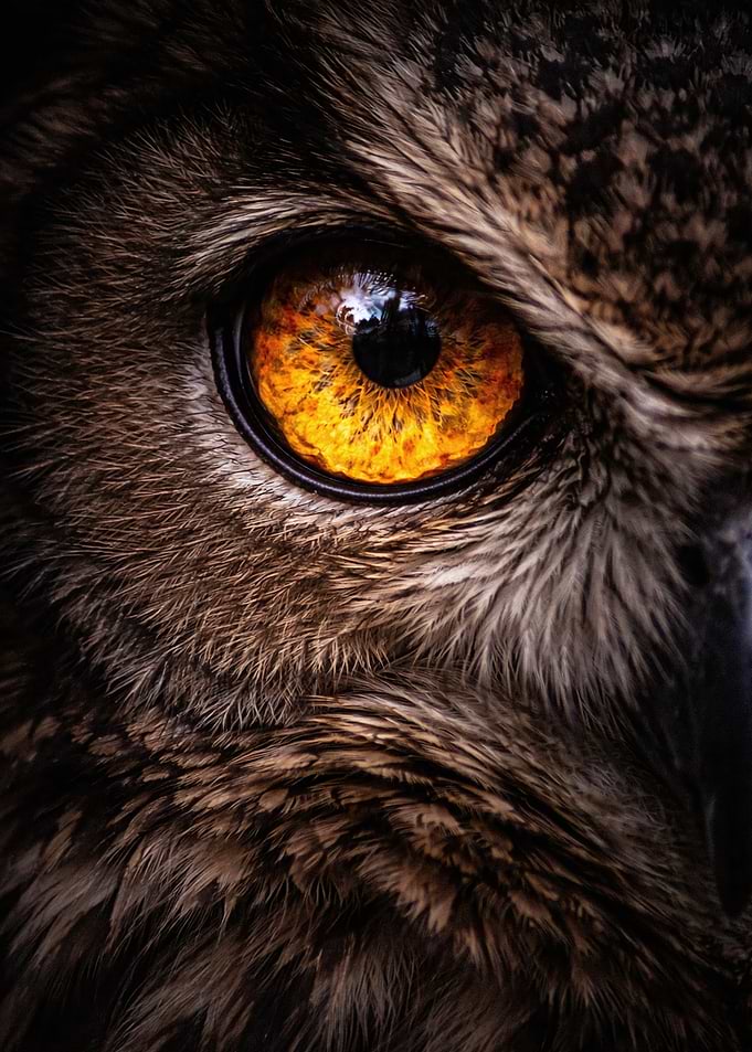 Intense Close-up of an Owl Eye