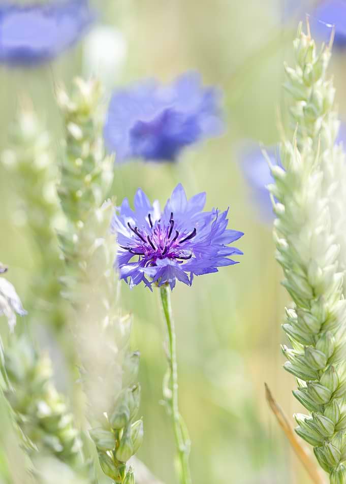 Vibrant Blue Cornflower in Wheat Field
