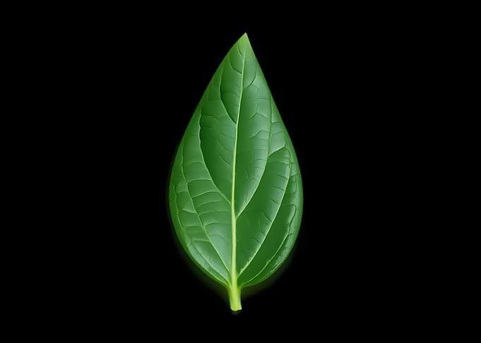 Single Green Leaf on Black Background