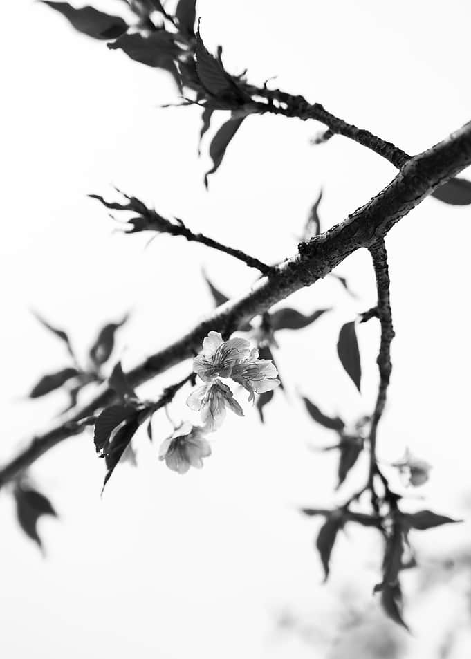 Black and White Cherry Blossom Branch