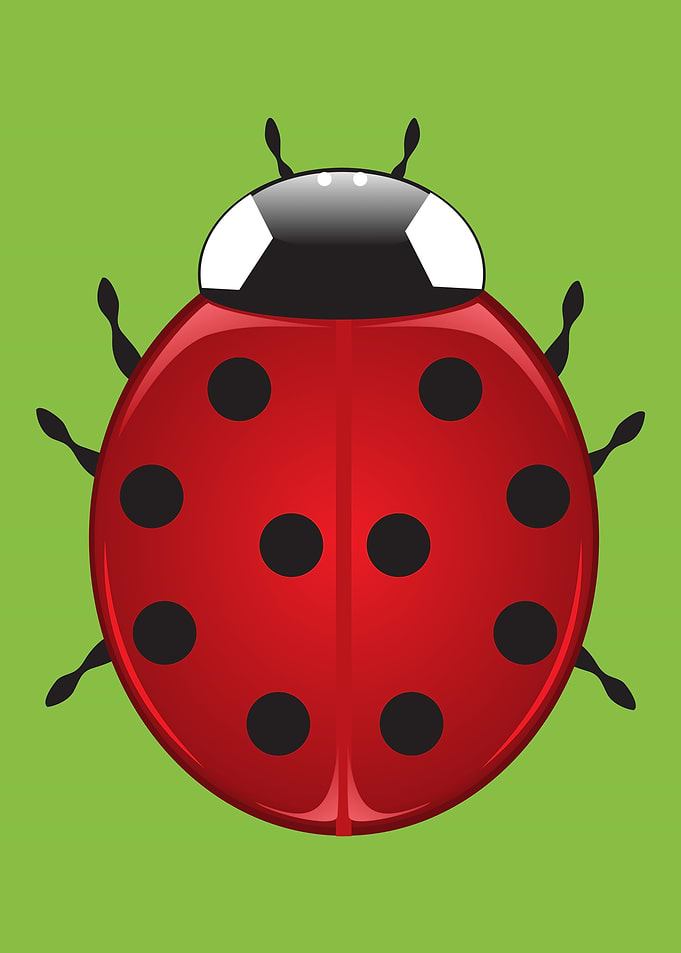 Cute Red Ladybug Illustration