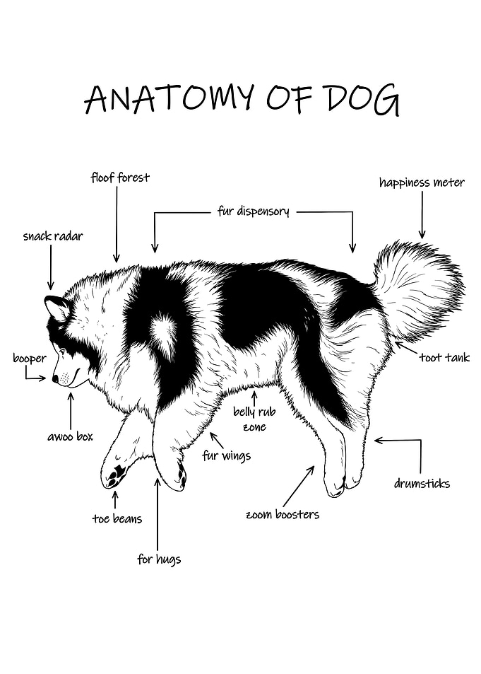 Anatomy of Dog