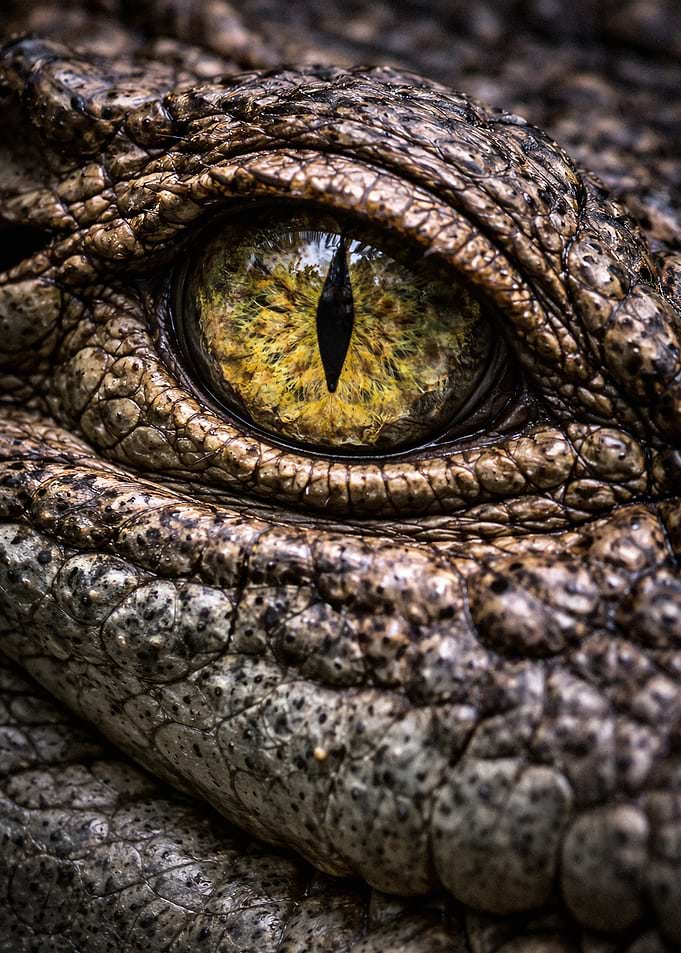 Extreme Close-up of Crocodile Eye