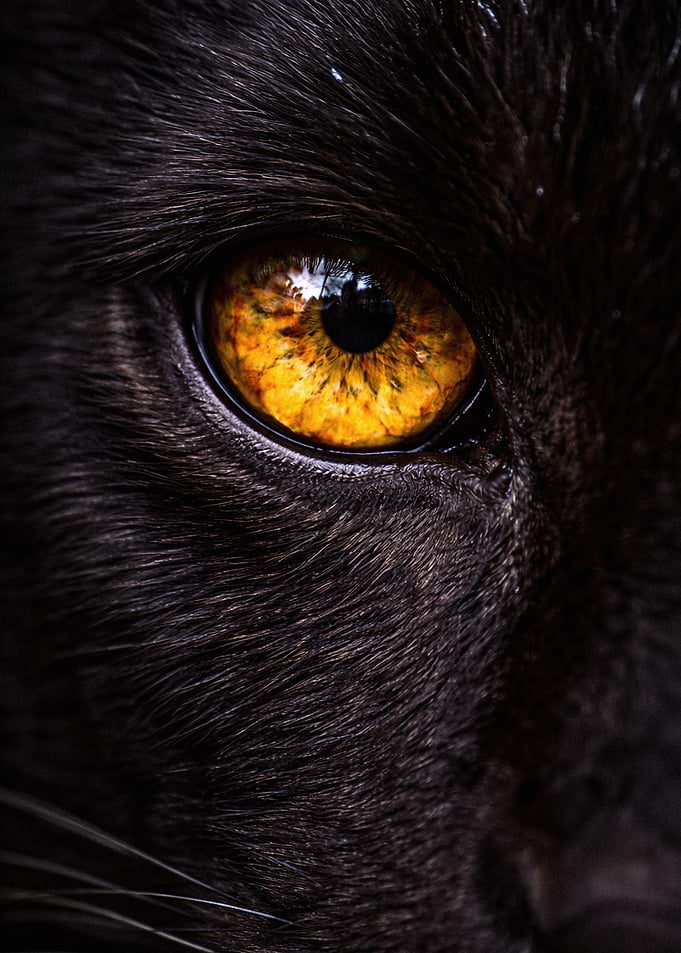 Extreme Close-up of Black Cat Eye