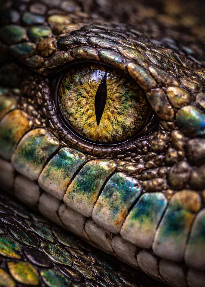 Extreme Close-up of Snake Eye