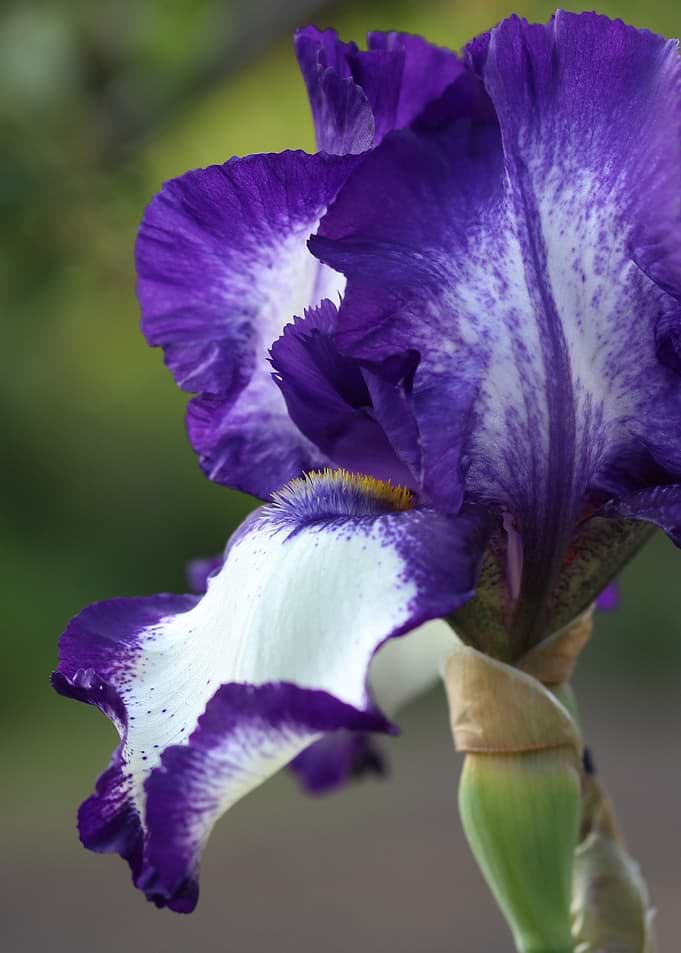 Purple and White Iris