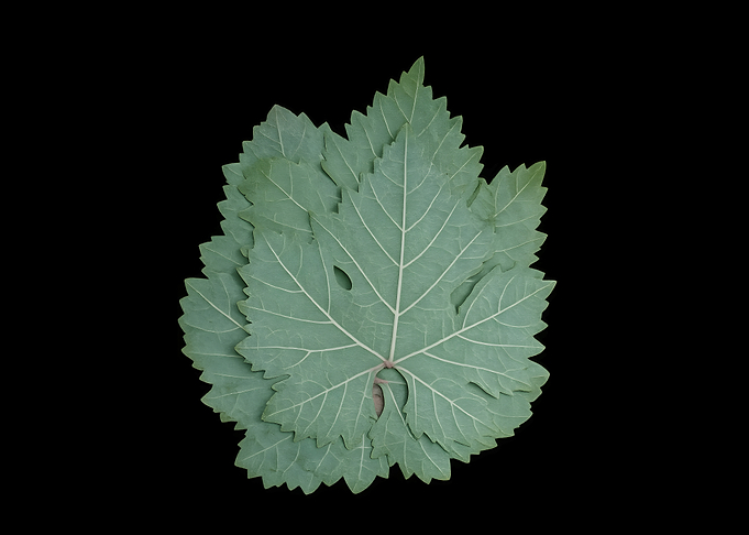 Stack of Fresh Grape Leaves
