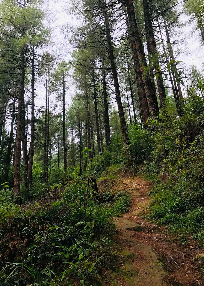 Winding Forest Trail Through Tall Pines