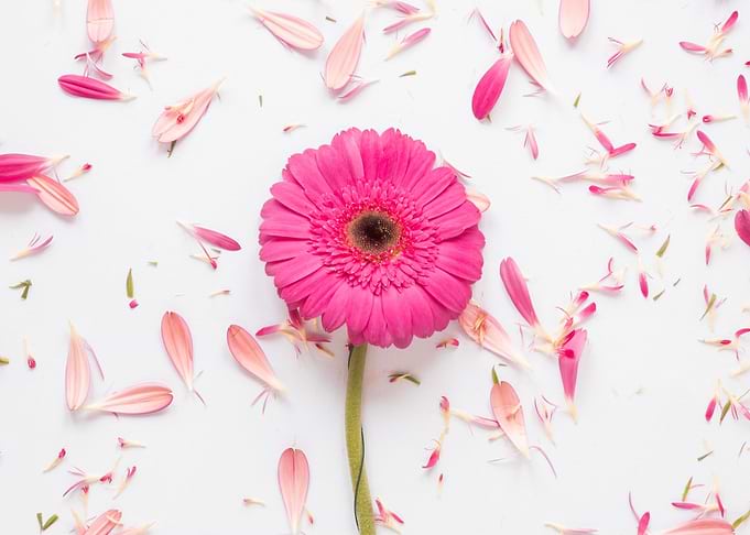 Pink Gerbera Daisy with Scattered Petals