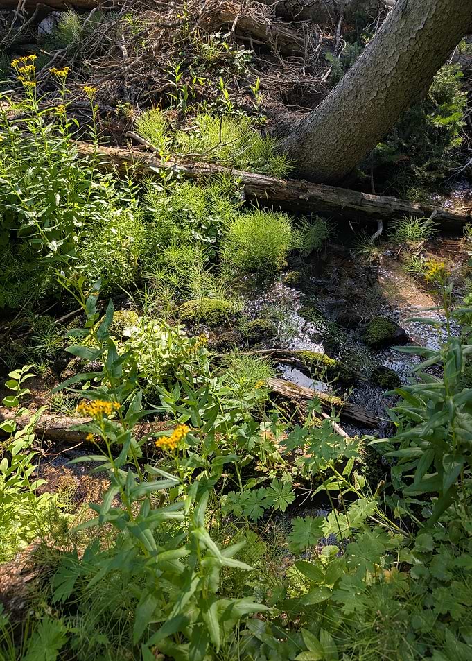 Sunlit Forest Stream with Wildflowers