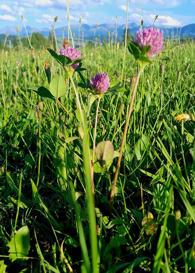 Purple Clover Flowers in Meadow