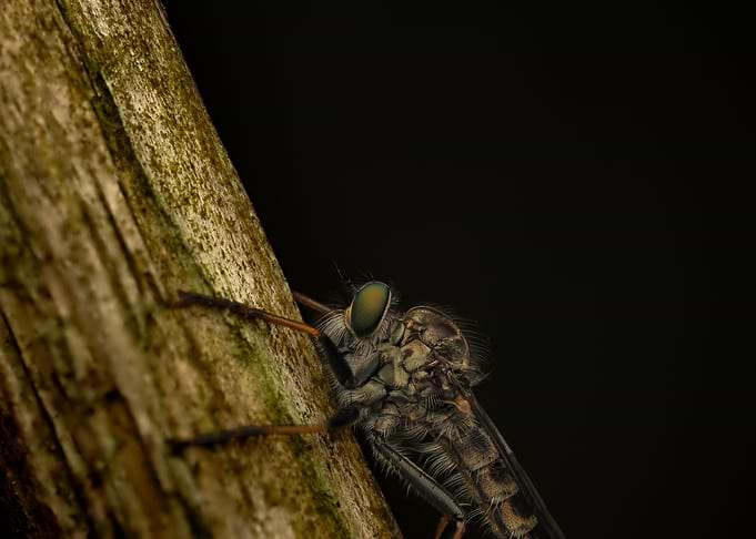 Macro Shot of a Robber Fly