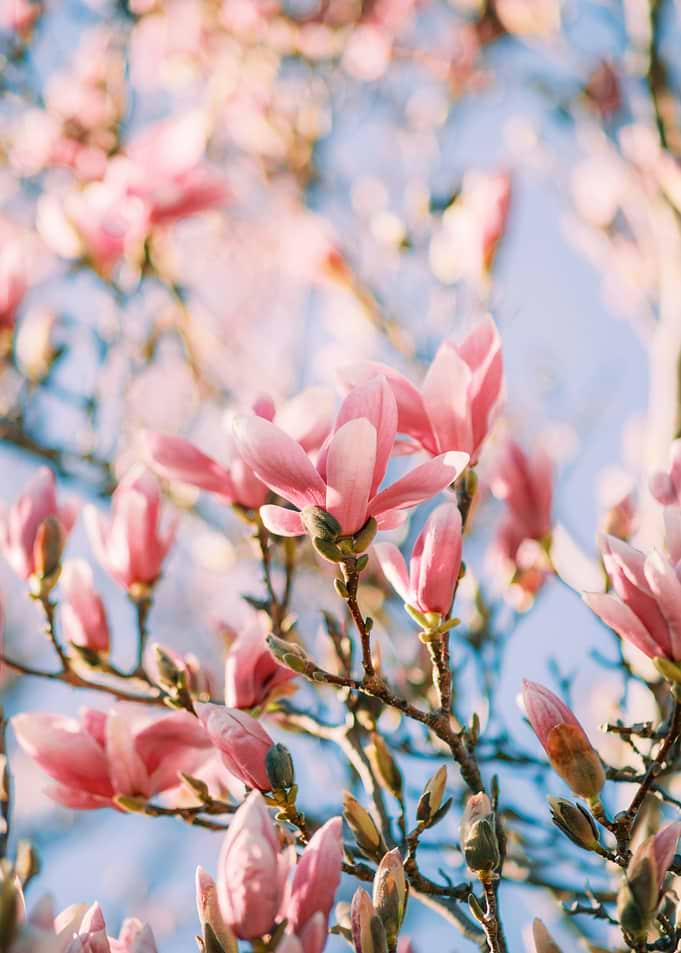 Pink Magnolia Blossoms in Spring