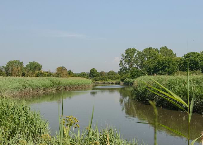 A gentle breeze through the bullrushes
