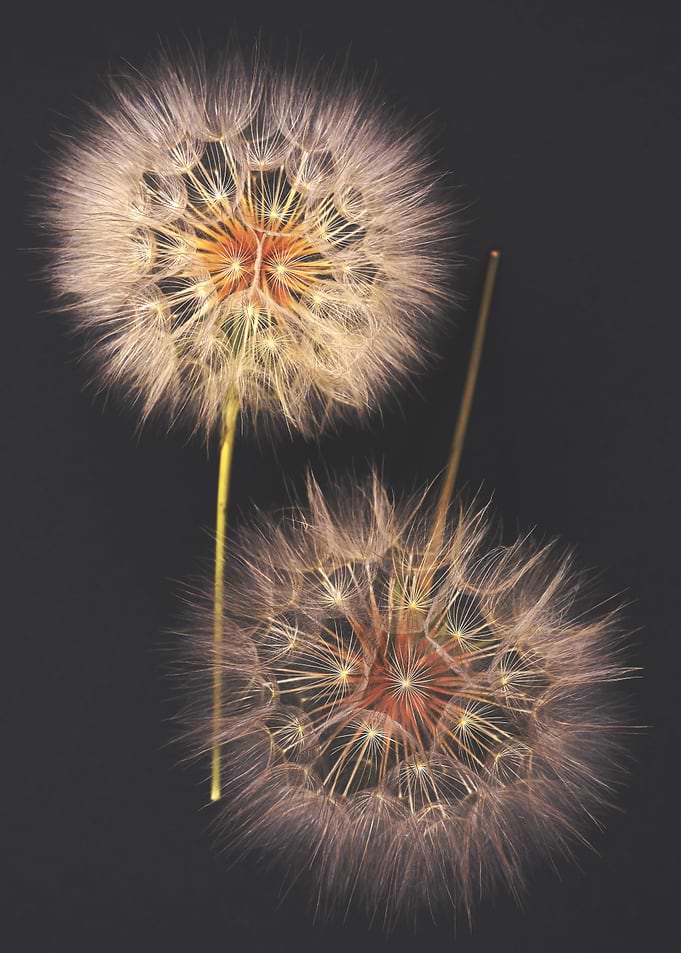 Two Delicate Dandelion Seed Heads