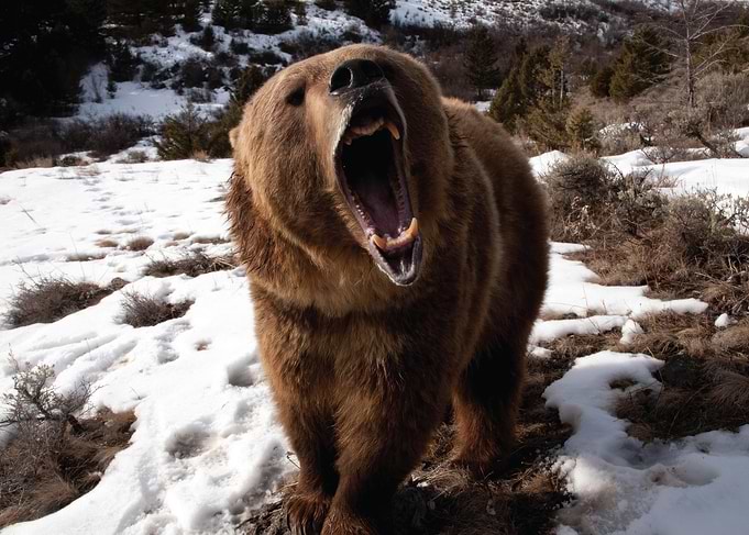 Grizzly Bear Roaring in Snow