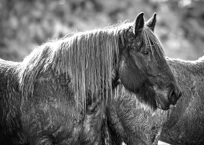 Black and White Horse Portrait