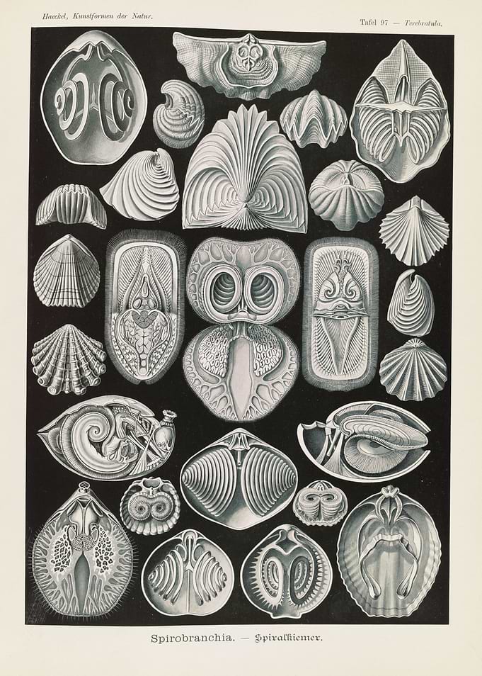 Ernst Haeckel Spirobranchia Biological Illustration