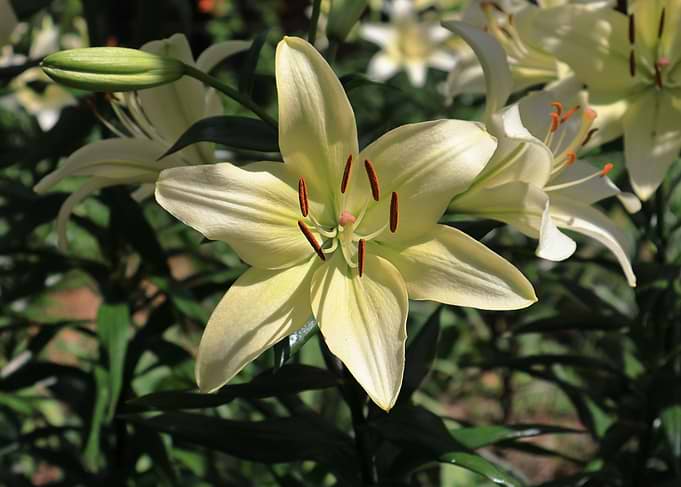 Elegant Pale Yellow Lily Bloom