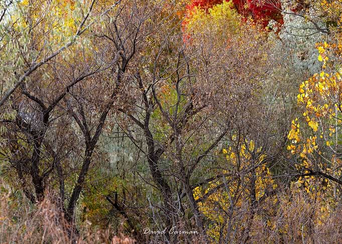 Autumn Forest Foliage and Bare Branches