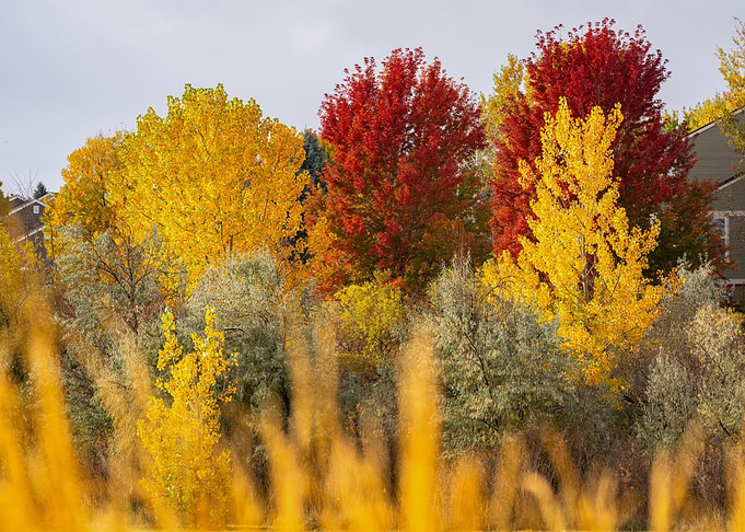 Vibrant Autumn Foliage Landscape