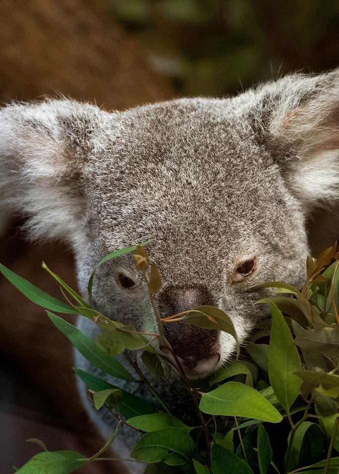 Close-Up Koala Portrait – Australian Wildlife Nature Wall Art