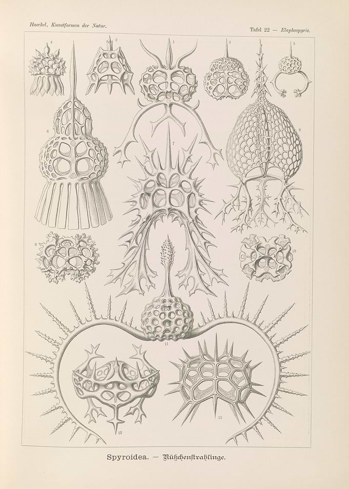 Ernst Haeckel Spyroidea Radiolaria Illustration