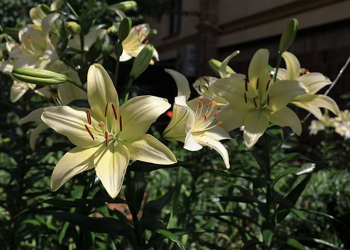 Blooming Pale Yellow Lily Flowers