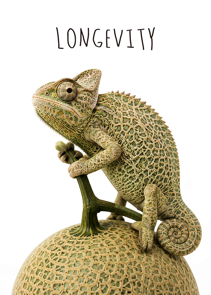 Chameleon on a Melon