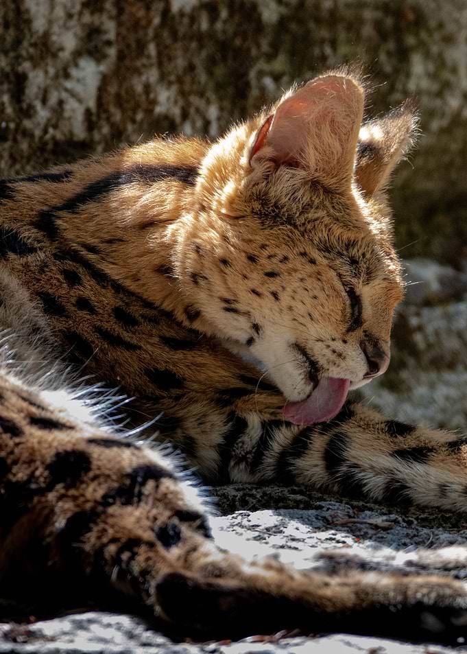 Serval Grooming – Wild African Cat Portrait Wildlife Photography