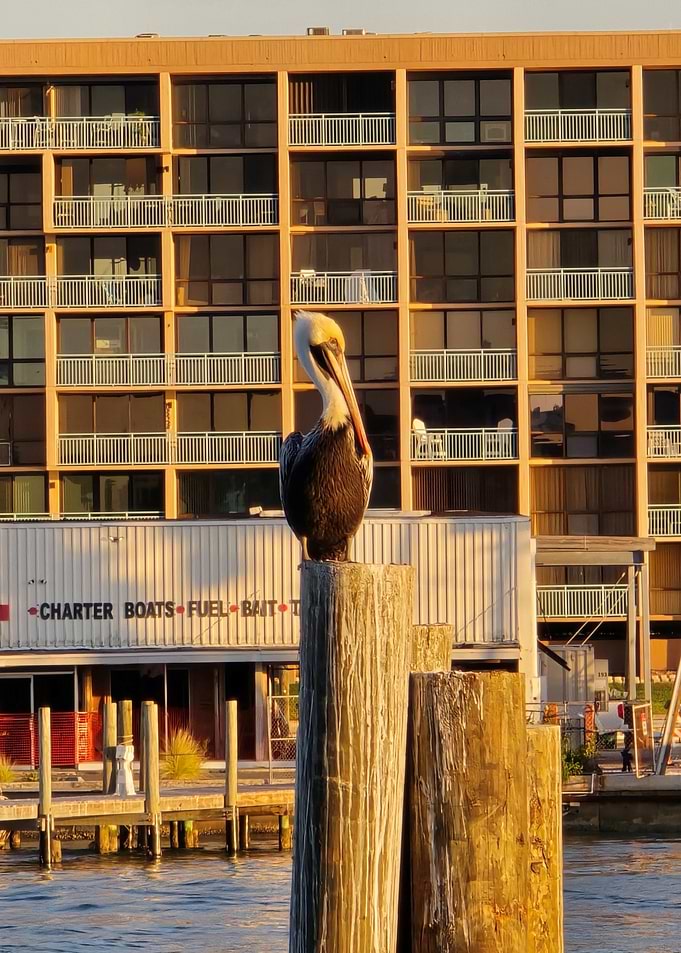 Pelican Perched on Marina Piling