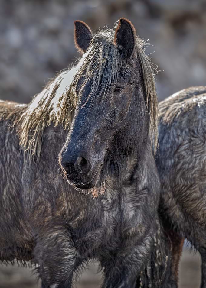 Portrait of a Wild Horse