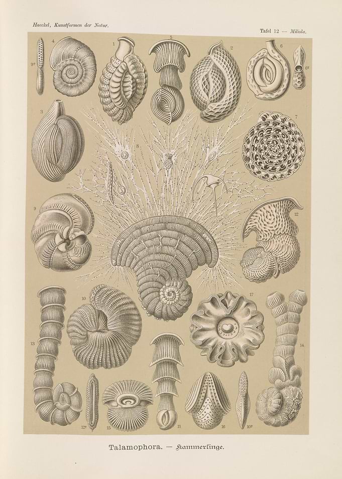 Ernst Haeckel Talamophora Scientific Illustration