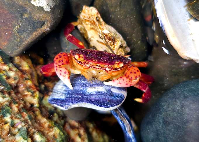 Purple Shore Crab with Seashell