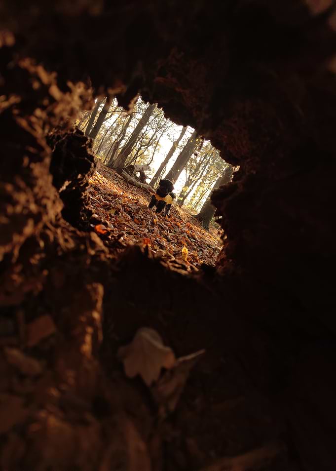 Small Dog in Autumn Forest