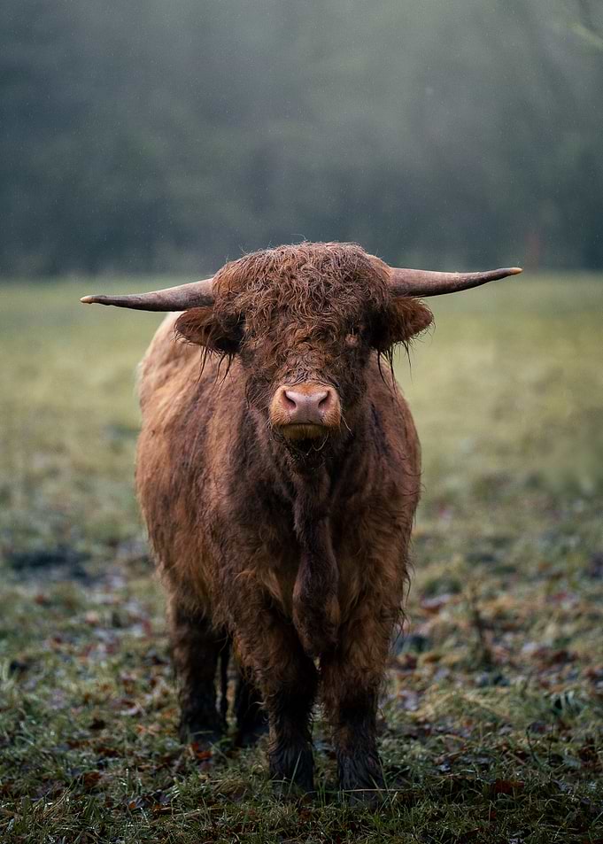 Small Highland Cow Standing in Rain