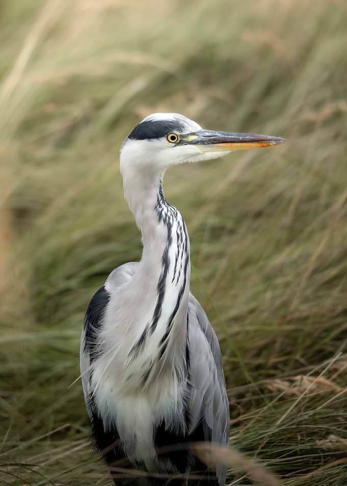 Grey Heron in Tall Grass