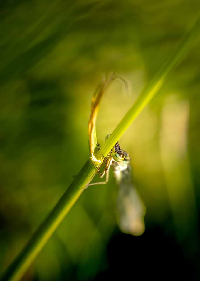 Damselfly Resting on a Green Stem