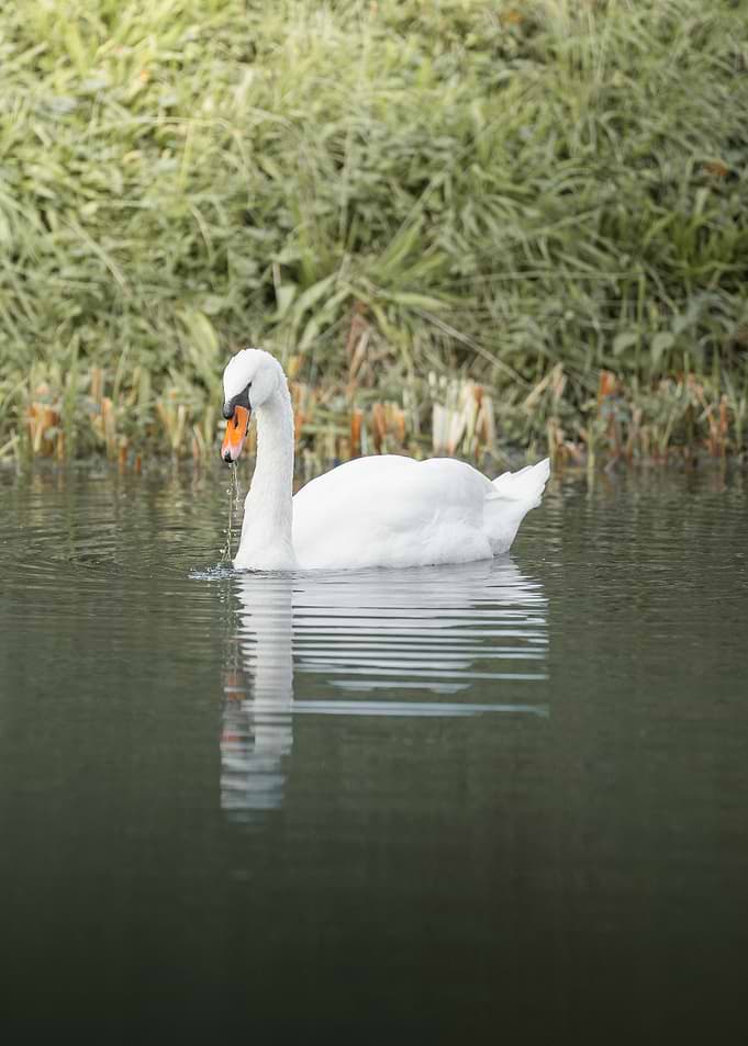 Elegant White Swan on Calm Water